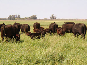 La Pluma de Firpo - Rodeo de vaca con cria en pastura
